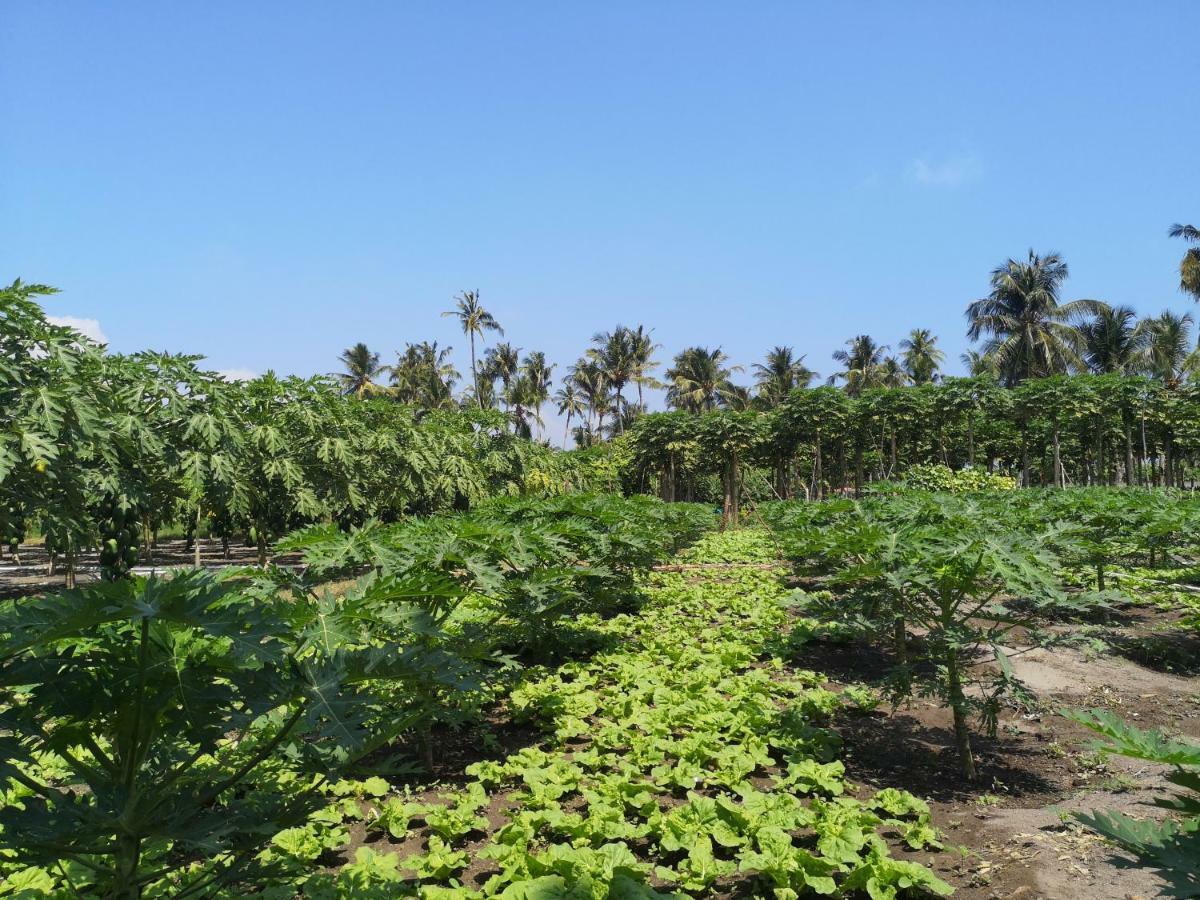 Thila Farm View Hotel Thoddoo Exterior photo